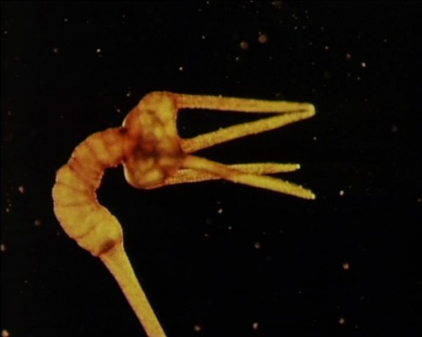 Un dos aliens mariños de Jean Painlevé, en Les Oursins (1958)